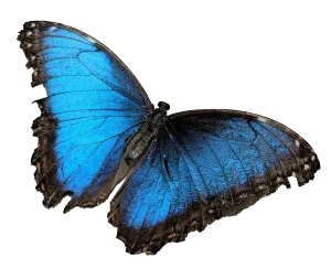 Blue Butterfly