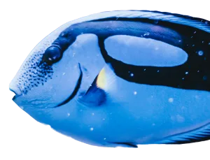Blue Dory