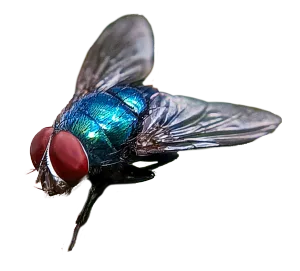 Blue Fly