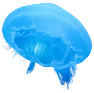 Blue Jellyfish