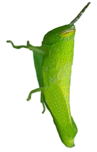 Green Grasshopper