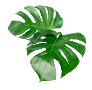 Green Leaves