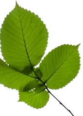 Green Leaves