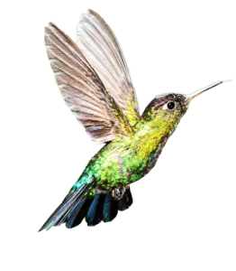 Hummingbird