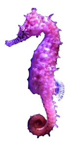 Pink Seahorse