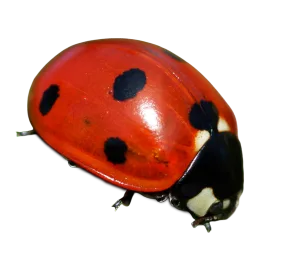 Red Ladybug