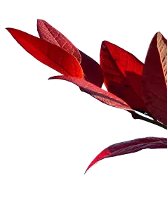 Red Leaves
