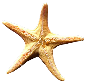 Starfish