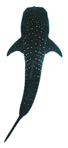 Whale Shark
